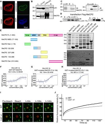 Interplay of LIS1 and MeCP2: Interactions and Implications With the Neurodevelopmental Disorders Lissencephaly and Rett Syndrome